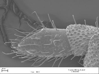 Media type: image;   Invertebrate Zoology 147385   shows cataloged_item 147385